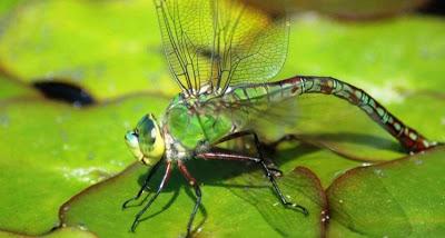 Una muñeca broche y collar vestida de libélula: Mageritdoll