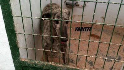 YGRITTE, PRECIOSA GALGA ATIGRADA EN LA PERRERA DE HELLÍN.