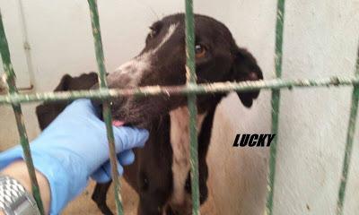 Galgo encontrado en pésimo estado. Perrera de Hellín.