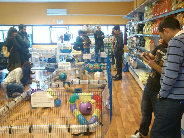 Un hurón como mascota