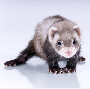 Un hurón como mascota