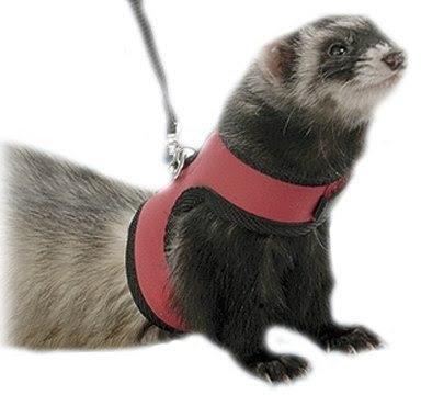 Un hurón como mascota