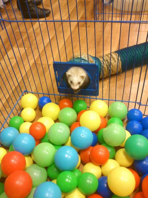 Un hurón como mascota