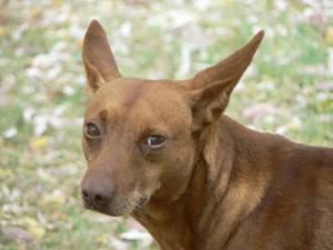 Cinco, podenquito abandonado en un campo necesita tu ayuda.