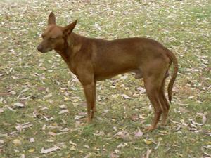 Cinco, podenquito abandonado en un campo necesita tu ayuda.