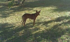 Cinco, podenquito abandonado en un campo necesita tu ayuda.