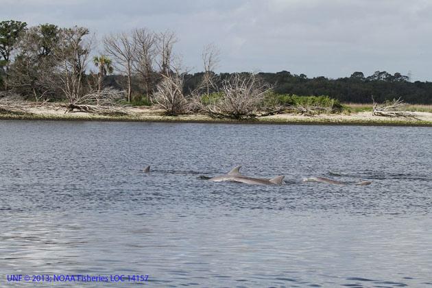 los delfines machos se unen en 'bromances'