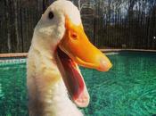 Imprimen pata para pato pueda caminar normalmente primera