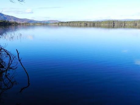 Parque Nacional de Cairngorms y su fauna