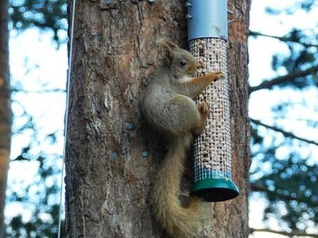 Parque Nacional de Cairngorms y su fauna