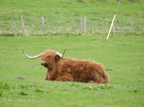 Parque Nacional de Cairngorms y su fauna