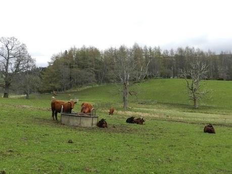 Parque Nacional de Cairngorms y su fauna