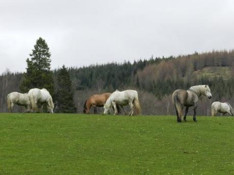 Parque Nacional de Cairngorms y su fauna