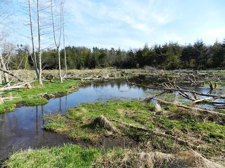 Parque Nacional de Cairngorms y su fauna