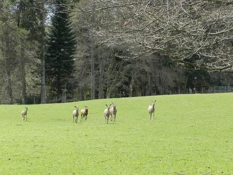 Parque Nacional de Cairngorms y su fauna