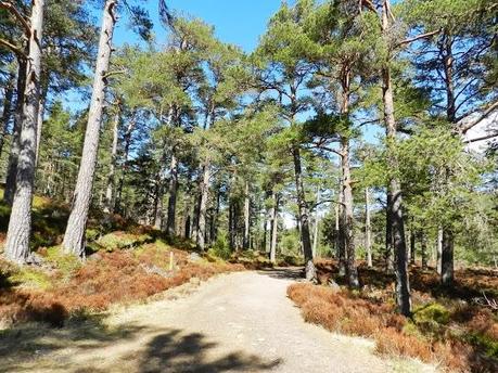 Parque Nacional de Cairngorms y su fauna