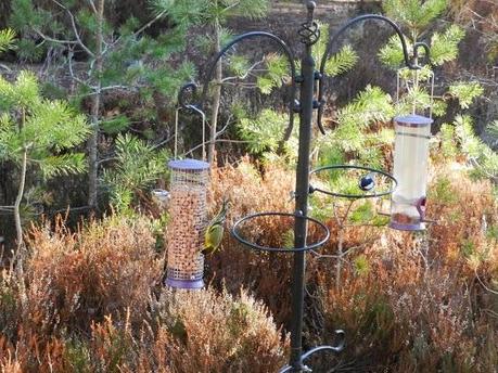 Parque Nacional de Cairngorms y su fauna