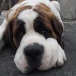 hipotiroidismo en los perros