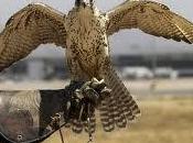 Halcones, centinelas aeropuertos