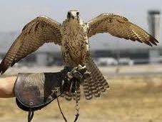 Halcones, centinelas aeropuertos