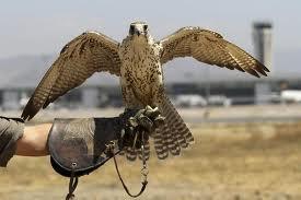 Halcones, los centinelas del los aeropuertos