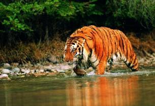 Introducción al nicho ecológico Introducción al nicho ecológico