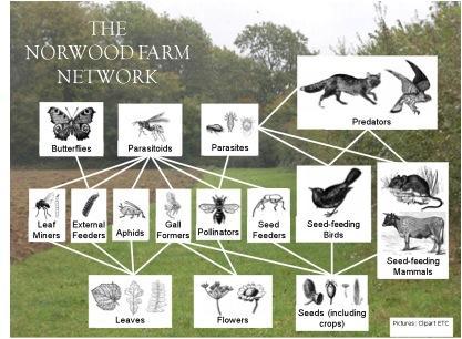 Introducción a la comunidad biológica, el problema de las interacciones entre diferentes especies