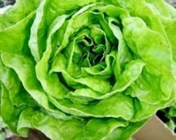 lechuga1 Vestir de verde los platos con lechuga y para la belleza  