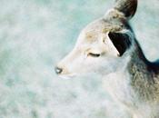 Foto día: Pequeño ciervo