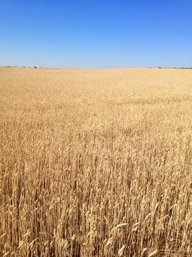 El marinero en tierra, donde la mar es un trigal