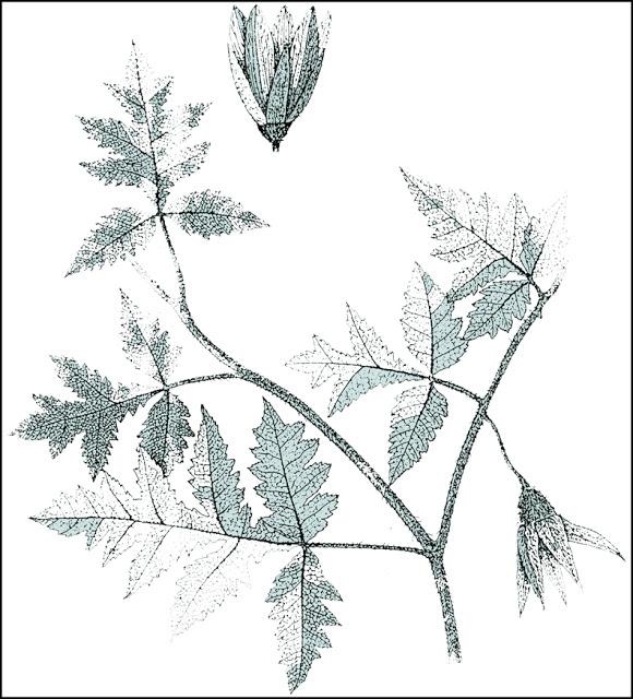 Plantas Endémicas de Venezuela - Nasa venezuelensis