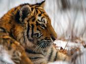 Tigre siberiano hábitat