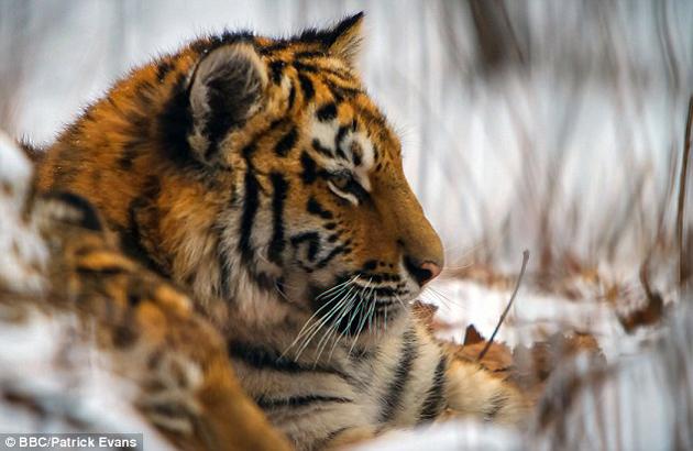 Tigre siberiano en su hábitat