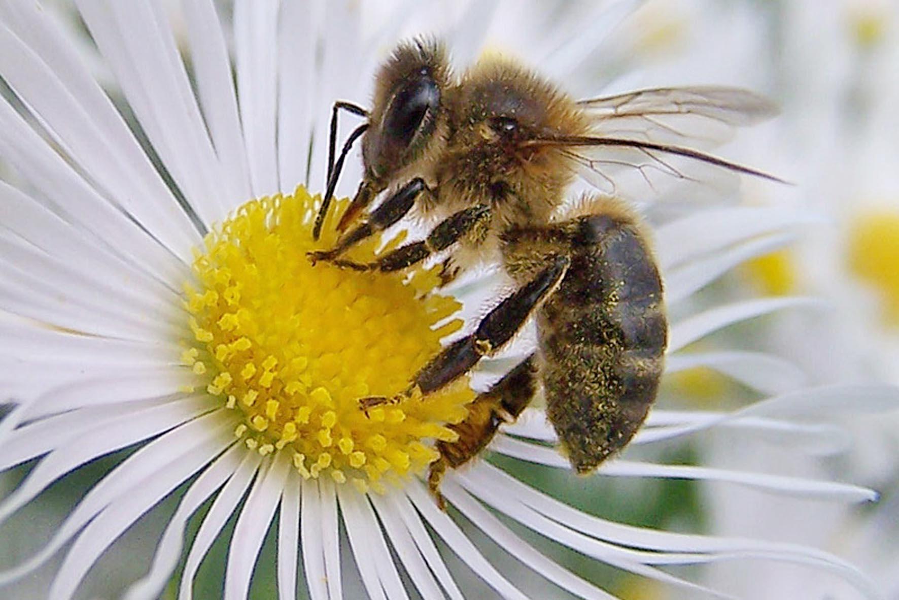 Abeja africana, origen