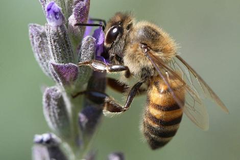 ABEJA.JPG