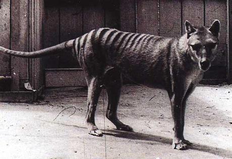 Especies invasoras y exclusión competitiva