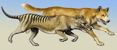 Especies invasoras y exclusión competitiva