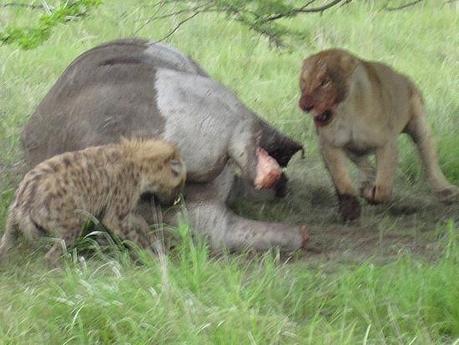 Exclusión competitiva