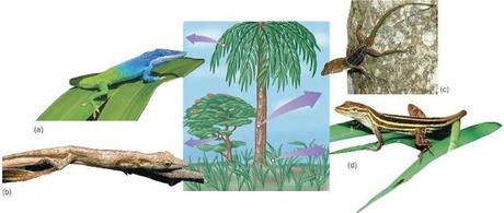 Exclusión competitiva Exclusión competitiva