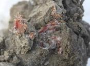 Descubren Sangre Líquida Restos Mamut