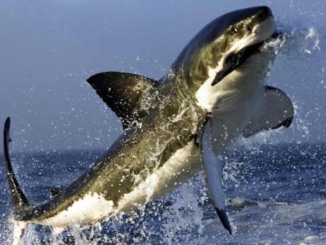 Introducción a la depredación verdadera