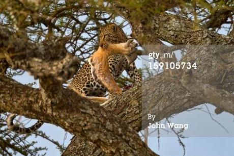 Introducción a la depredación verdadera Introducción a la depredación verdadera