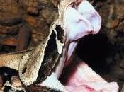 Venenos, trampas depredación/depredador