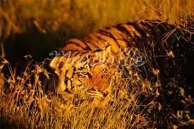 Camuflaje ofensivo, tácticas de asesinato y depredación/depredador