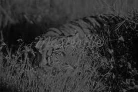 Camuflaje ofensivo, tácticas de asesinato y depredación/depredador Camuflaje ofensivo, tácticas de asesinato y depredación/depredador