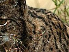 lince iberico