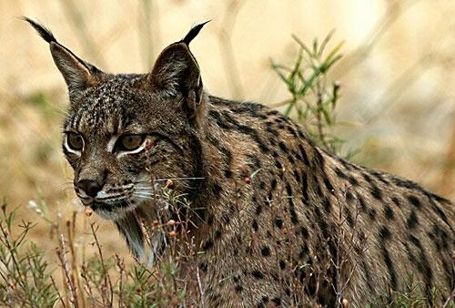 El lince iberico