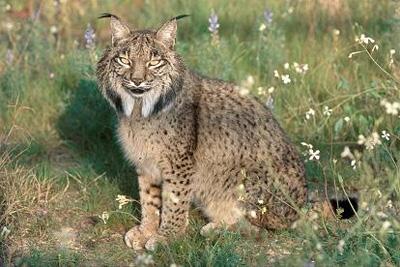 El lince iberico