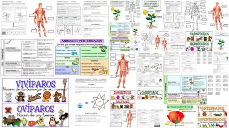 Fichas: conocimiento del medio 2do de primaria conocimiento del medio segundo grado
