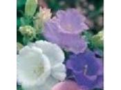 Cómo sembrar semillas campanula